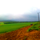 Through fields of gold.